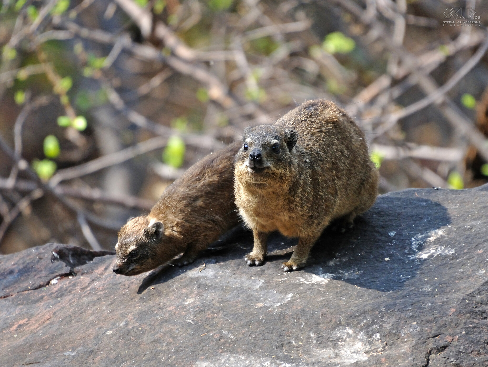 Waterberg - Rock Hyrax (Dassie) (Procavia capensis) Stefan Cruysberghs